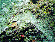 Thumb from japan08.jpg